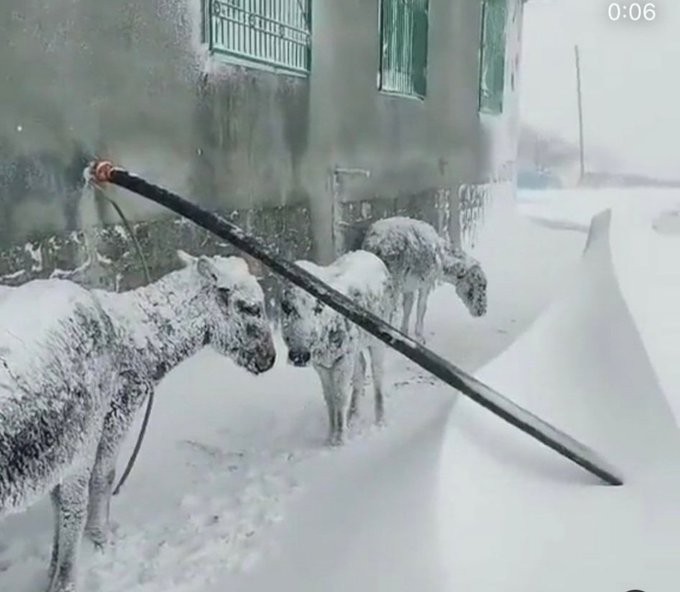فيديو: إنقاذ حيوانات متجمدة بسبب العاصفة الثلجية بتركيا