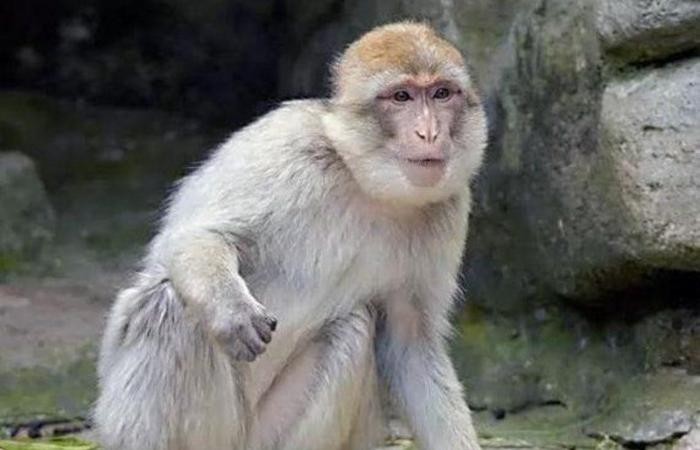 الشرطة الأمريكية تبحث عن 4 قرود بطائرة!