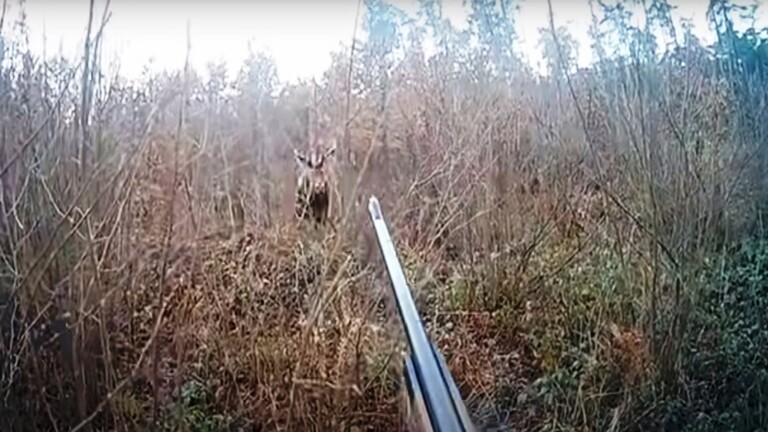 فيديو.. من صياد إلى فريسة " أيل " يصيب صيادا في عينه إصابة بالغة