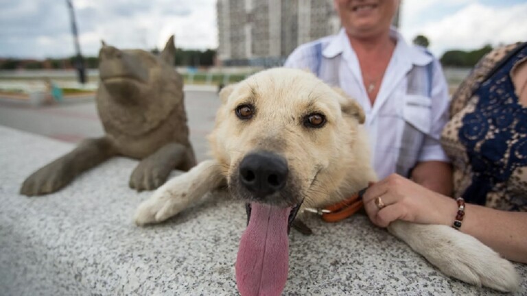 وفاة الكلب دروجوك بطل فيضان روسيا عام 2013