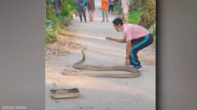 فيديو خطير.. يمسك "كوبرا" عملاقة بيديه فقط