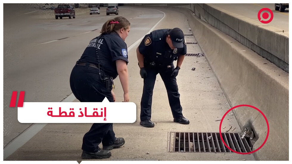 فيديو.. إنقاذ قطة على الطريق السريع