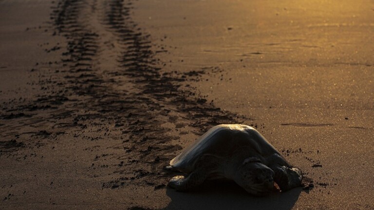 شاهد: .عاصرت 3 قرون.. السلحفاة جوناثان أكبر الحيوانات سنّا على وجه الأرض