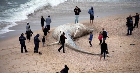 العثور على حوت زعنفي عملاق على الشواطئ الإسبانية