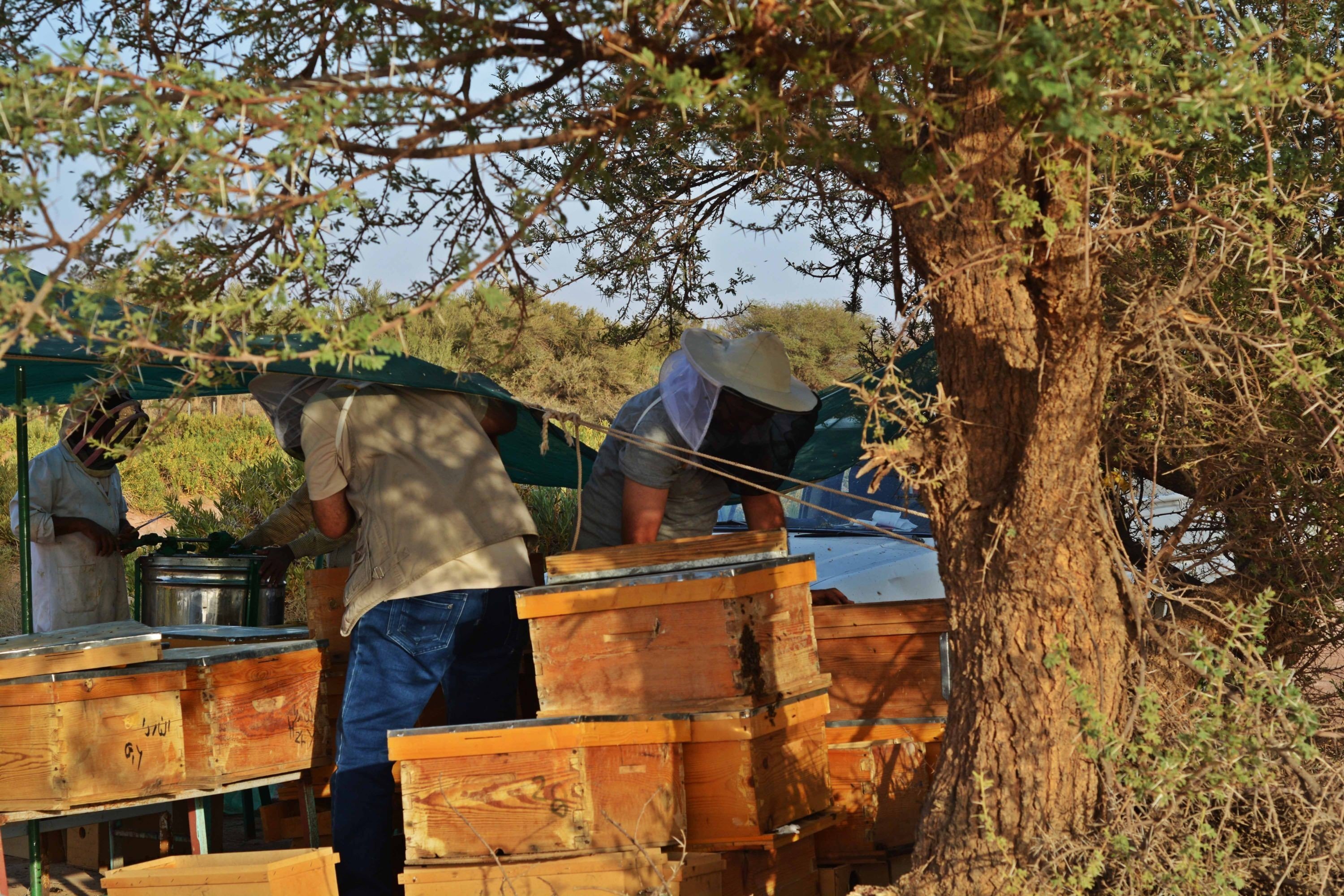 المغرب.."لغز اختفاء النحل" يثير مخاوف المربين ومستهلكي العسل