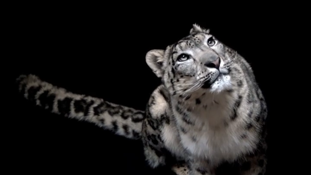 نفوق أشهر نمر ثلجى فى العالم بعد إصابته بفيروس كورونا