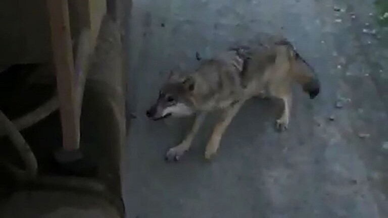 بالفيديو: الذئاب في مقاطعة نوفغورود الروسية تخرج من الغابات لتهاجم البشر