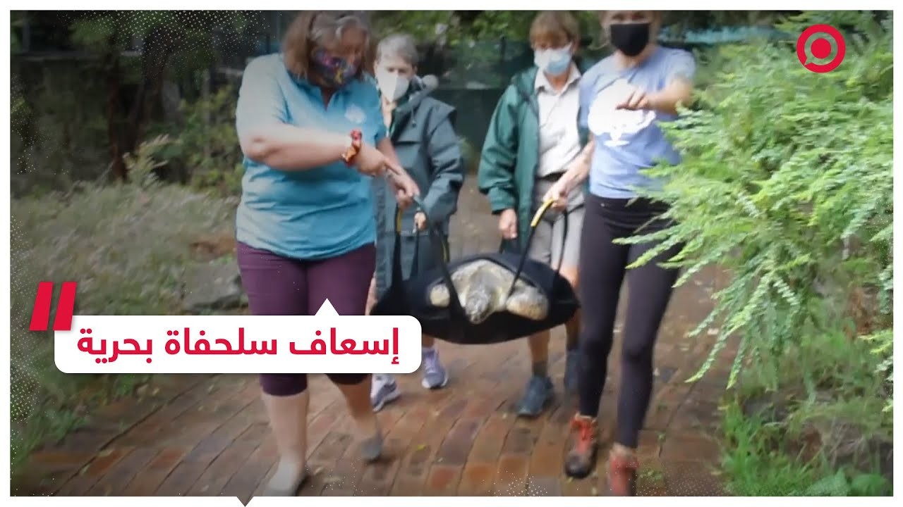 بالفيديو: إسعاف سلحفاة بحرية