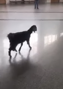 فيديو: ماعز تتجول داخل محكمة لبنانية