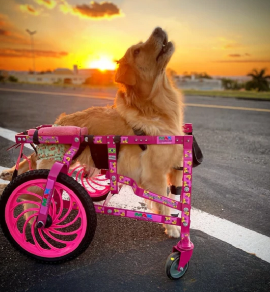 أمريكية تعيد تأهيل كلبة مصابة بالشلل