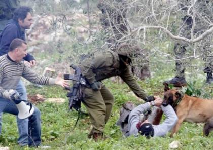 شاهد: كلبًا "إسرائيليًا" ينهش شابًا فلسطينيًا خلال اعتقاله