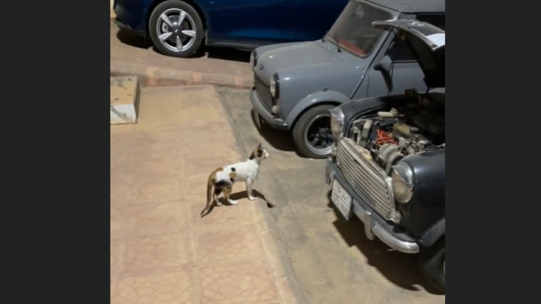 بالفيديو: خبير سيارات سعودي يوثق "مسلسل توم وجيري" ويستعين بقط لإخراج فأر من تحت غطاء ماكنة سيارته