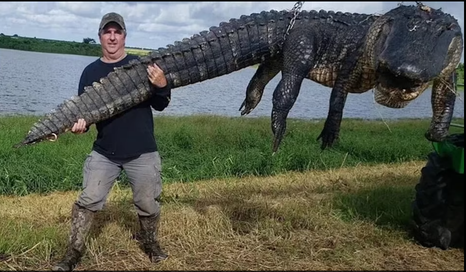 أمريكى يصطاد تمساحا ضخما وزنه 410 كيلو جرامات فى فلوريدا
