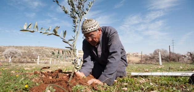 فعالية لزراعة أشجار الزيتون شرق المغير في رام الله