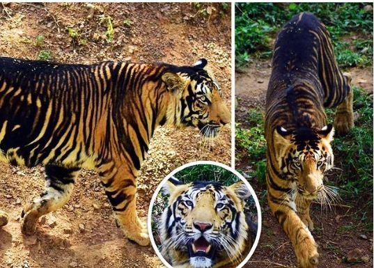 مصور يرصد نمرين أسودين نادرين فى الهند