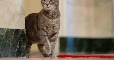 لغز اختفاء قطة وعودتها لأصحابها بعد 6 سنوات من فقدانها فى أمريكا