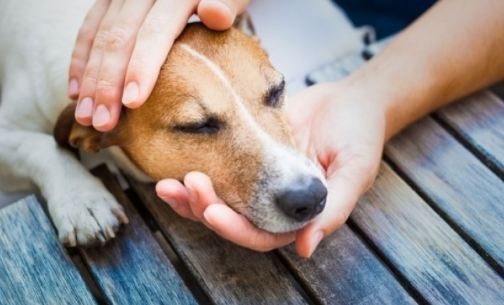 بسبب حب زوجها له.. غرامة بالملايين لسيدة ألقت «كلبا» من النافذة