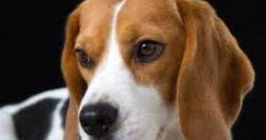 حبس ضابط أمريكى قتل كلب خطيبته متعمدًا .. اعرف العقوبة