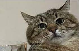 أشهر قط فى أوكرانيا يهرب إلى فرنسا خوفًا من الحرب