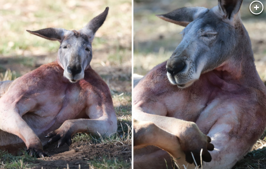 "كنغر" تثير جدلاً على السوشيال ميديا