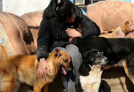 عاملو ملاجئ الحيوانات بأوكرانيا يرفضون المغادرة والتخلى عن "النفوس المنسية"