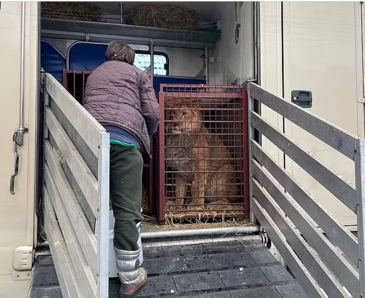 إجلاء حيوانات أوكرانية إلى بولندا بحثا عن مأوى