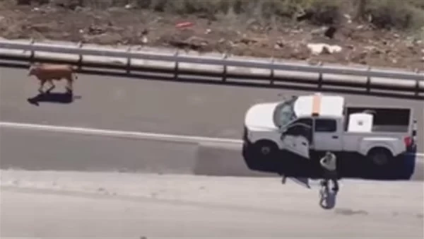 بالفيديو: ثور صغير يتجول وسط طريق سريع في لوس أنجلوس