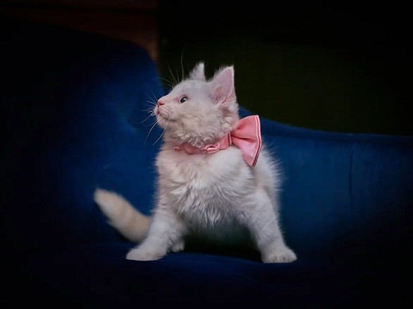 مختبر لنسخ الحيوانات الأليفة مقابل 50 ألف دولار