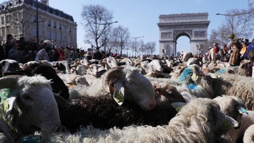 بالفيديو : 2000 رأس من الأغنام في شارع الشانزليزيه وسط باريس .. ما السبب ؟!