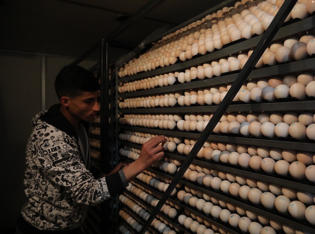 زراعة غزّة لـ"خبر": تقرر السماح باستيراد بيض التفريخ من مصر لتغطية احتياج القطاع في رمضان