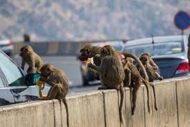 بالفيديو: معركة حامية بين قطيعين من القرود واقتحام أحد المنازل في منطقة سعودية