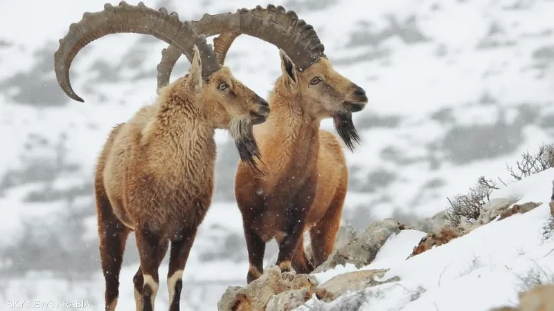 بعد قرن من انقراضه.. "وعل الجبل " يعود إلى جبال لبنان