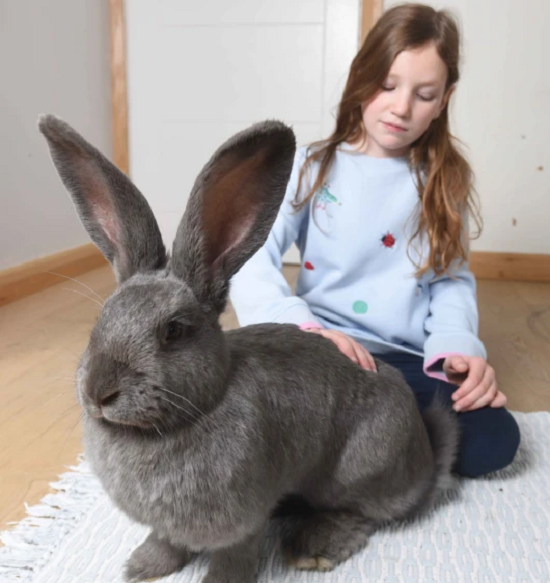 أرنب عملاق يعيش بمنزل خاص به فى بريطانيا بحديقة ومدفأة