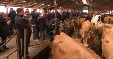 لأول مرة منذ تفشي كورونا... الدنماركيون يستمتعون بـ "يوم البقرة الراقصة"