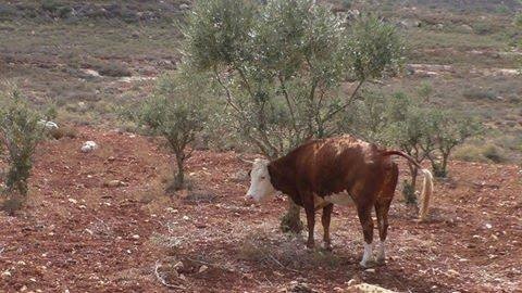 أبقار المستوطنين تُتلف محاصيل المواطنين في الأغوار الشمالية