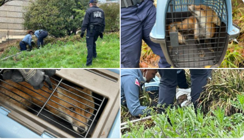 إلقاء القبض على ثعلب بالقرب من الكابيتول بعد الهجوم على عضو بالكونجرس