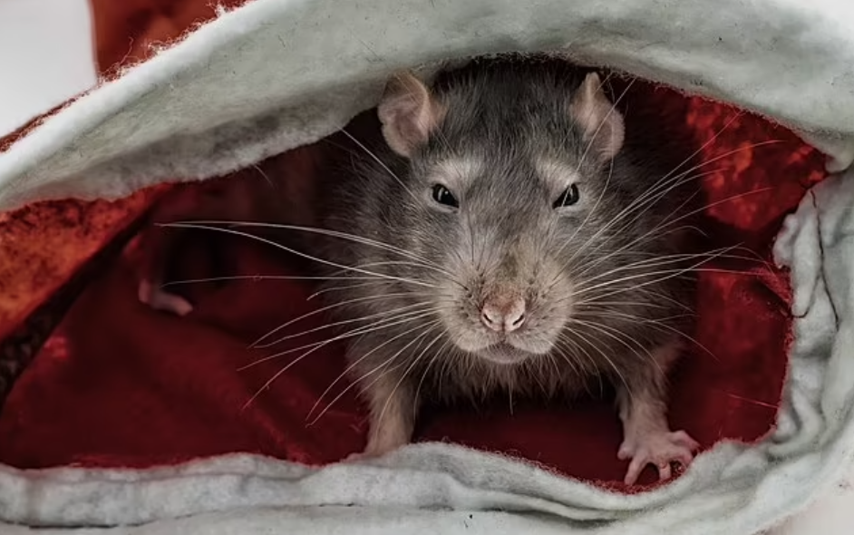 مجموعة من الفئران تهاجم عجوز بمنزلها وتصيبها بكدمات فى وجهها