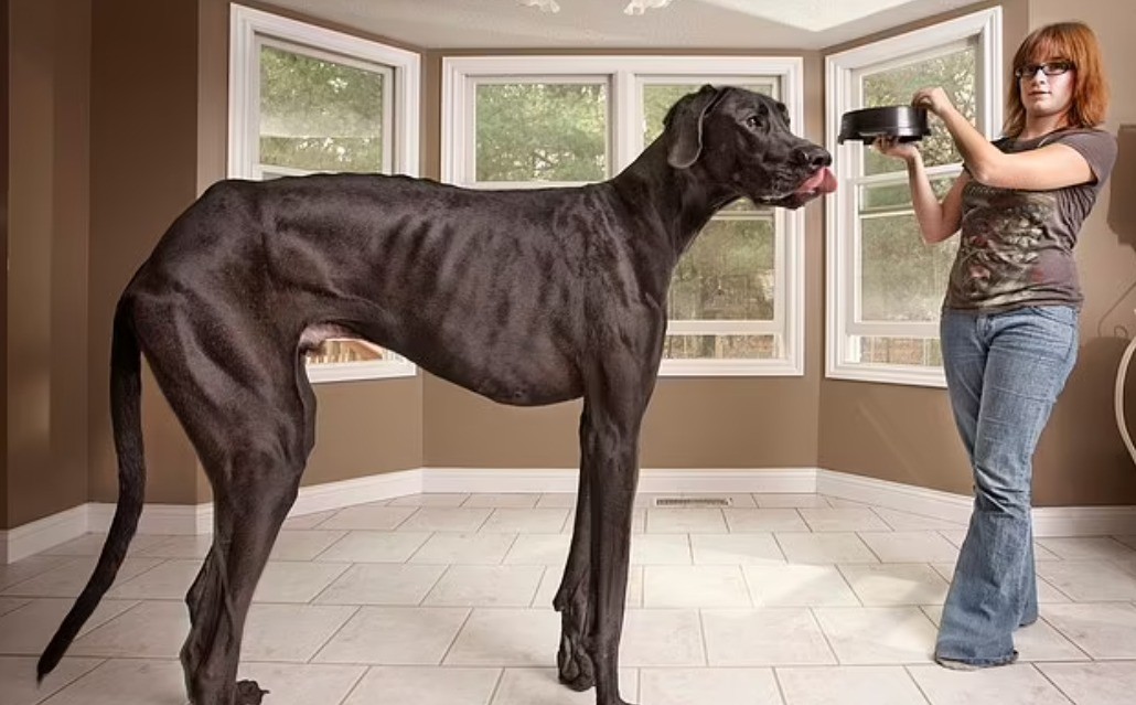 غينيس تمنح الكلب زيوس لقب أطول كلب في العالم