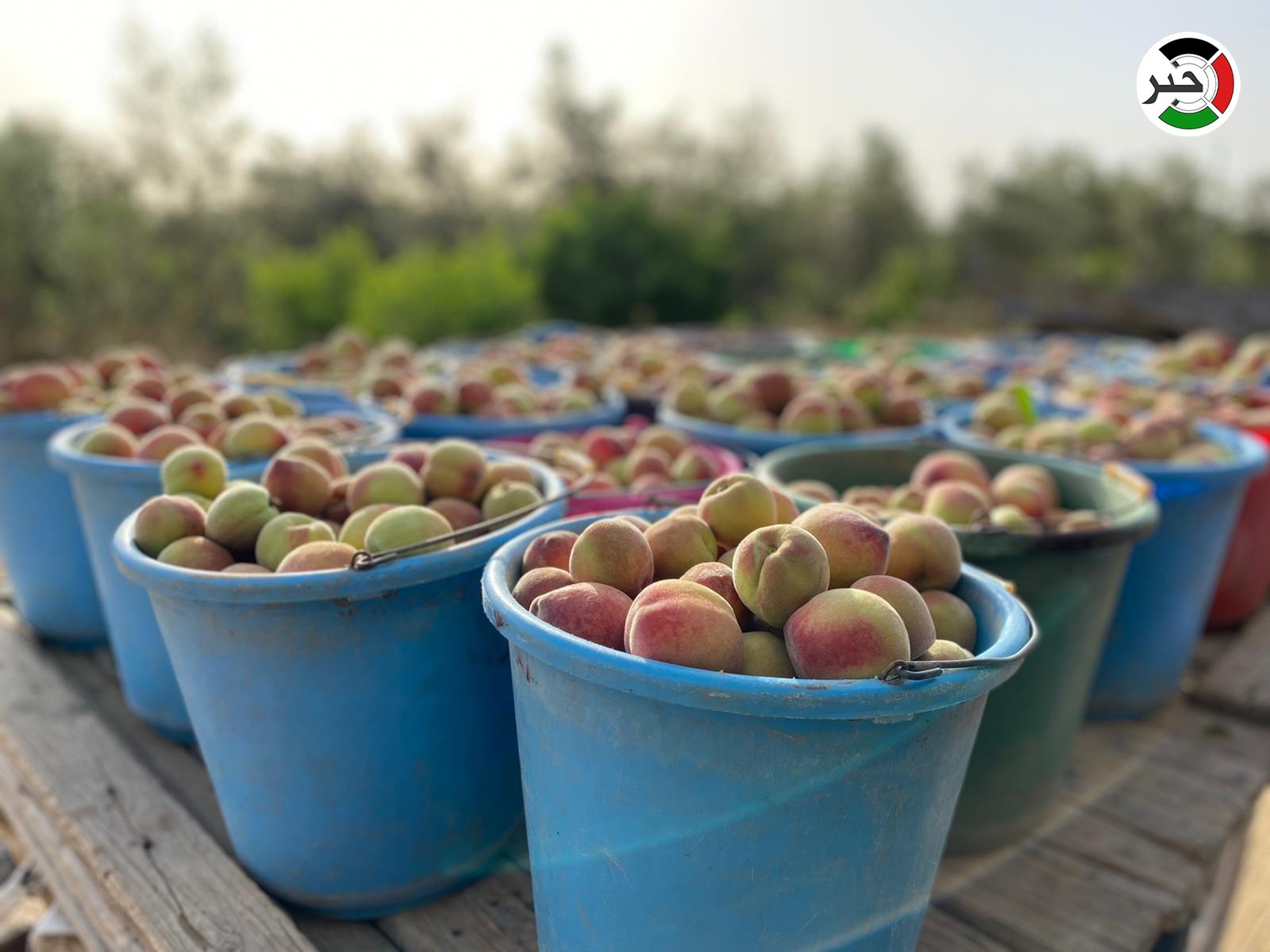 ذات قيمة غذائية عالية