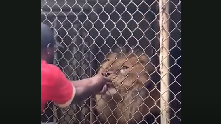 بالفيديو: مقطع صادم لأسد يهاجم حارس حديقة حيوان ويلتهم إصبعه