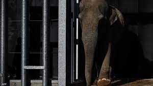 معركة قانونية لتحرير أنثى فيل "مسجونة" دون سند قانونى في حديقة حيوان أمريكية