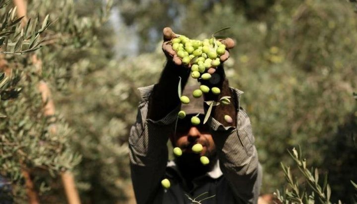 تقرير: خطر يتهدد موسم الزيت والزيتون في قطاع غزّة وسط جهود حثيثة لإنقاذه