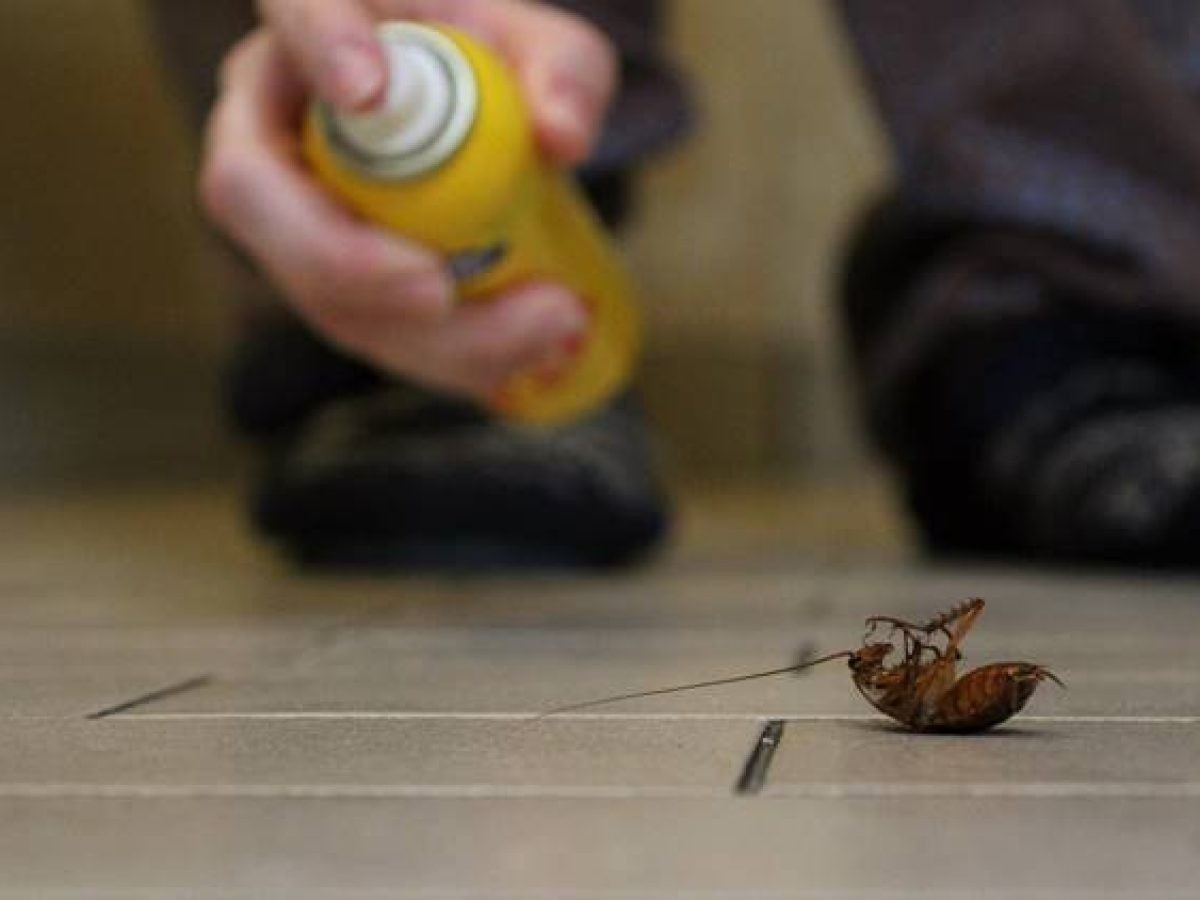 2000 دولار لمن يوافق على إطلاق صراصير بمنزله لاختبار تقنية لمكافحة الحشرات