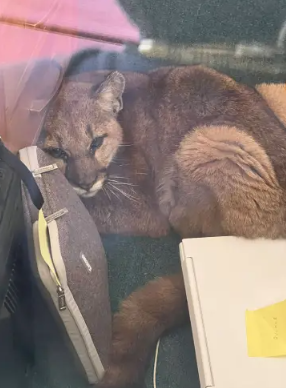 الحيوان المفترس يقتحم مدرسة ثانوية شمال كاليفورنيا