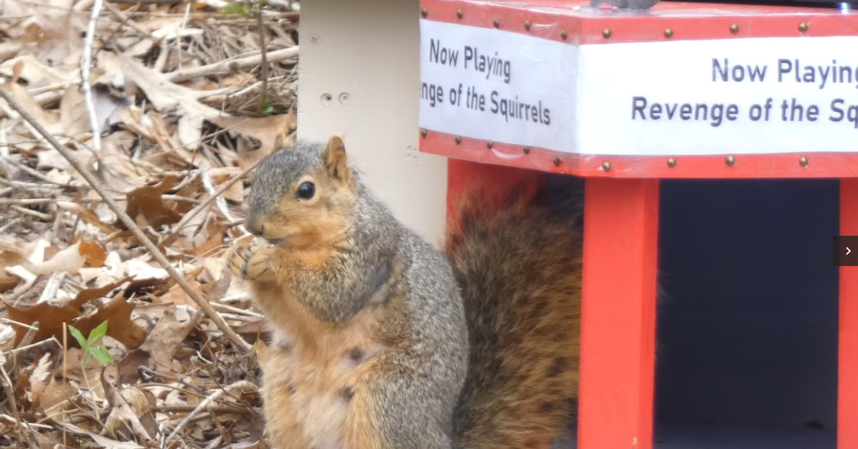 أمريكى ينفق 600 دولار لبناء سينما صغيرة للسناجب البرية