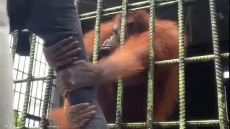 فيديو.. اعتداء مرعب لإنسان الغاب على شاب "استفزه"