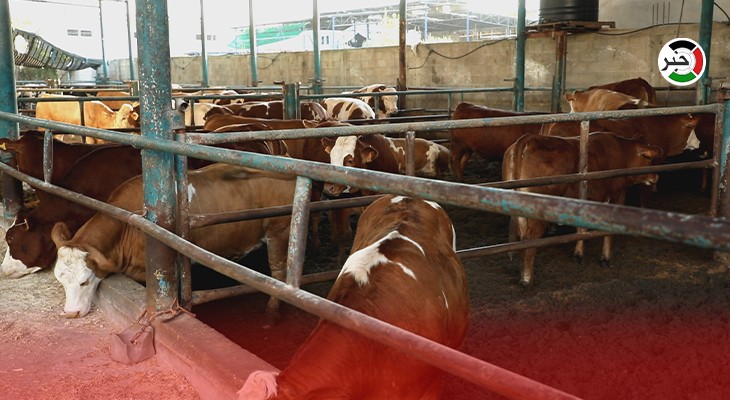 الزراعة بغزّة تتحدث لـ"خبر" عن أسعار الأضاحي والكميات المتوفرة منها في الأسواق