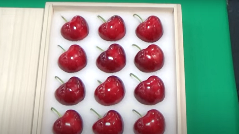 بالفيديو: من اليابان.. حبة كرز واحدة بـ 300 دولار تقريبا!