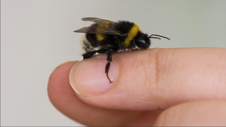 محكمة أمريكية تصنف النحل قانونًا باعتباره أحد أنواع الأسماك