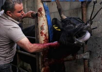 خانيونس: الطواقم الطبية تعاملت مع 43 إصابة خلال ذبح الأضاحي